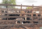 Sem transporte, matadouro de Canindé para e gado fica sem água e alimentação