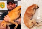 Crueldade choca Madalena: cadela baleada é resgatada, operada e adotada por delegado da Polícia Civil