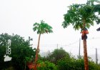 Chuva forte em Canindé reforça expectativa de bom inverno no Sertão Central