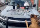 PMCE prende homem com mais de 550 trouxinhas de drogas após cães farejadores encontrem esconderijo dos entorpecentes