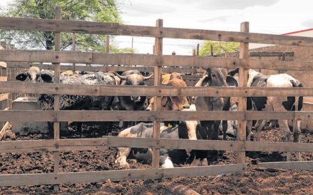 Sem transporte, matadouro de Canindé para e gado fica sem água e alimentação