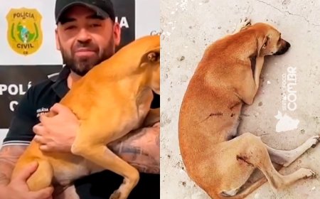 Crueldade choca Madalena: cadela baleada é resgatada, operada e adotada por delegado da Polícia Civil