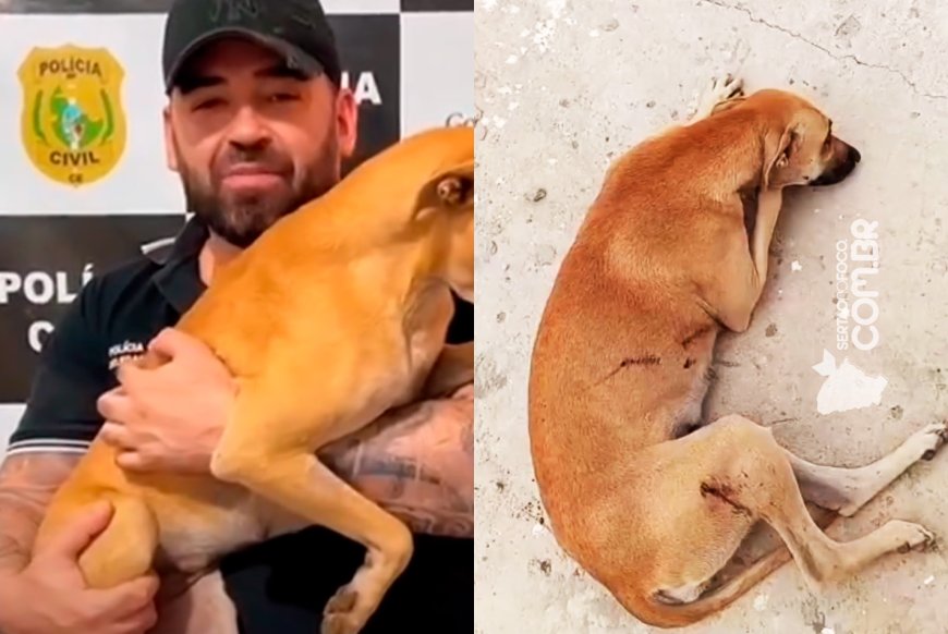 Crueldade choca Madalena: cadela baleada é resgatada, operada e adotada por delegado da Polícia Civil