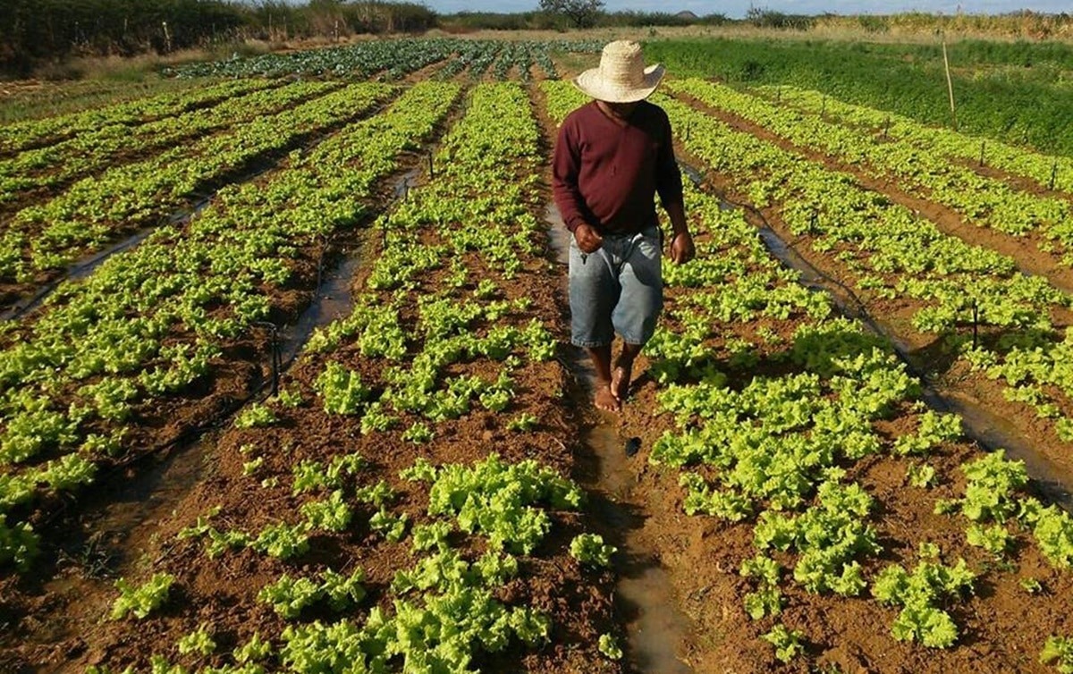 Agricultores dos Inhamuns enfrentam falta de mecanização, estiagens e baixa remuneração pela produção