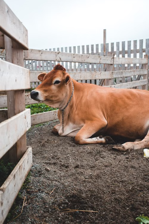Agricultor morre depois de ser internado na UTI após levar ‘marrada’ de vaca enquanto tirava leite