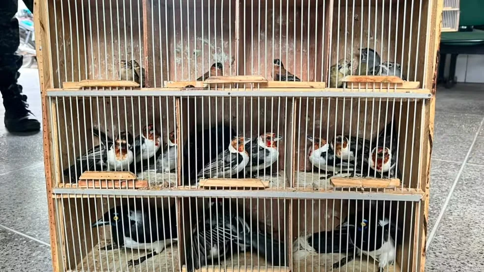 Operação apreende mais de 200 animais silvestres na Feira da Parangaba, em Fortaleza