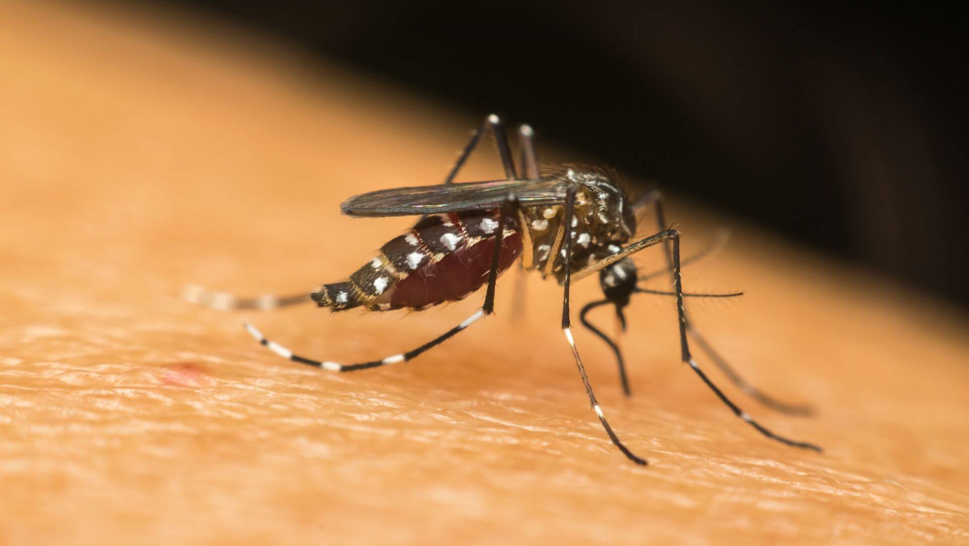 Fortaleza registra queda de 62% nos casos de dengue, mas alerta permanece