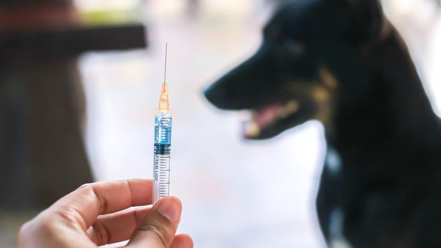 Brasil completa 10 anos sem raiva humana transmitida por cães