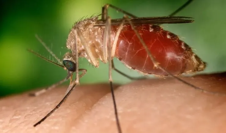 Febre do Nilo Ocidental avança no Brasil e deixa uma vítima fatal