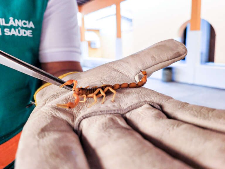 Temporada de maior presença de escorpiões: veja como proteger sua casa