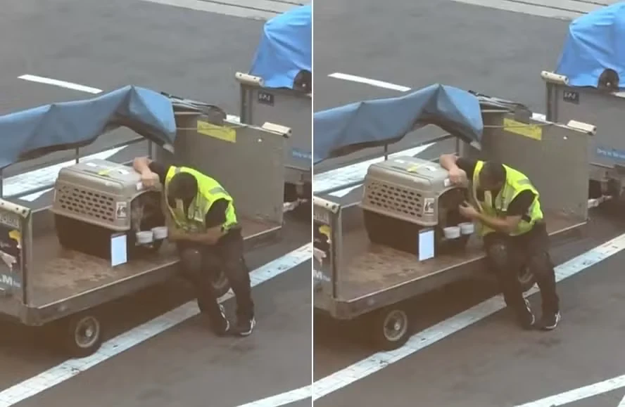 Carinho com cão no aeroporto emociona passageiros e viraliza nas redes sociais