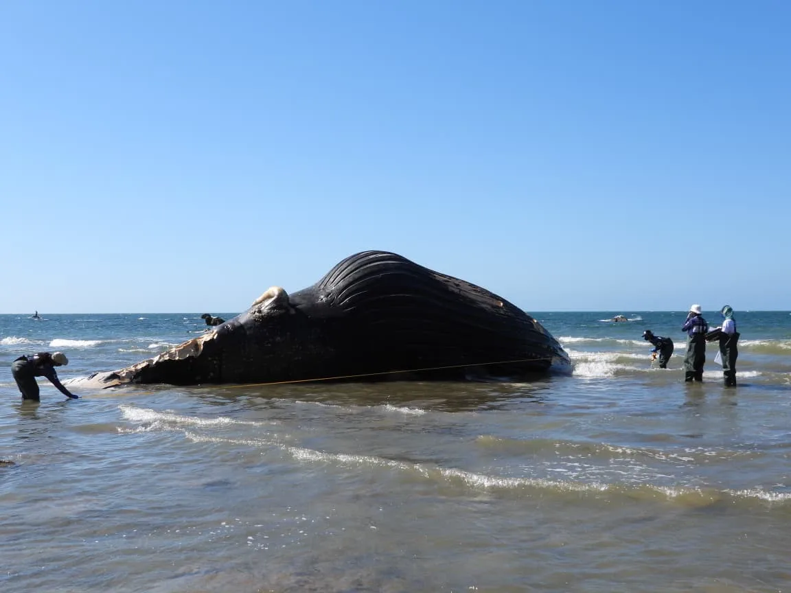 Baleia-jubarte encontrada morta no Ceará estava em avançado estado de decomposição